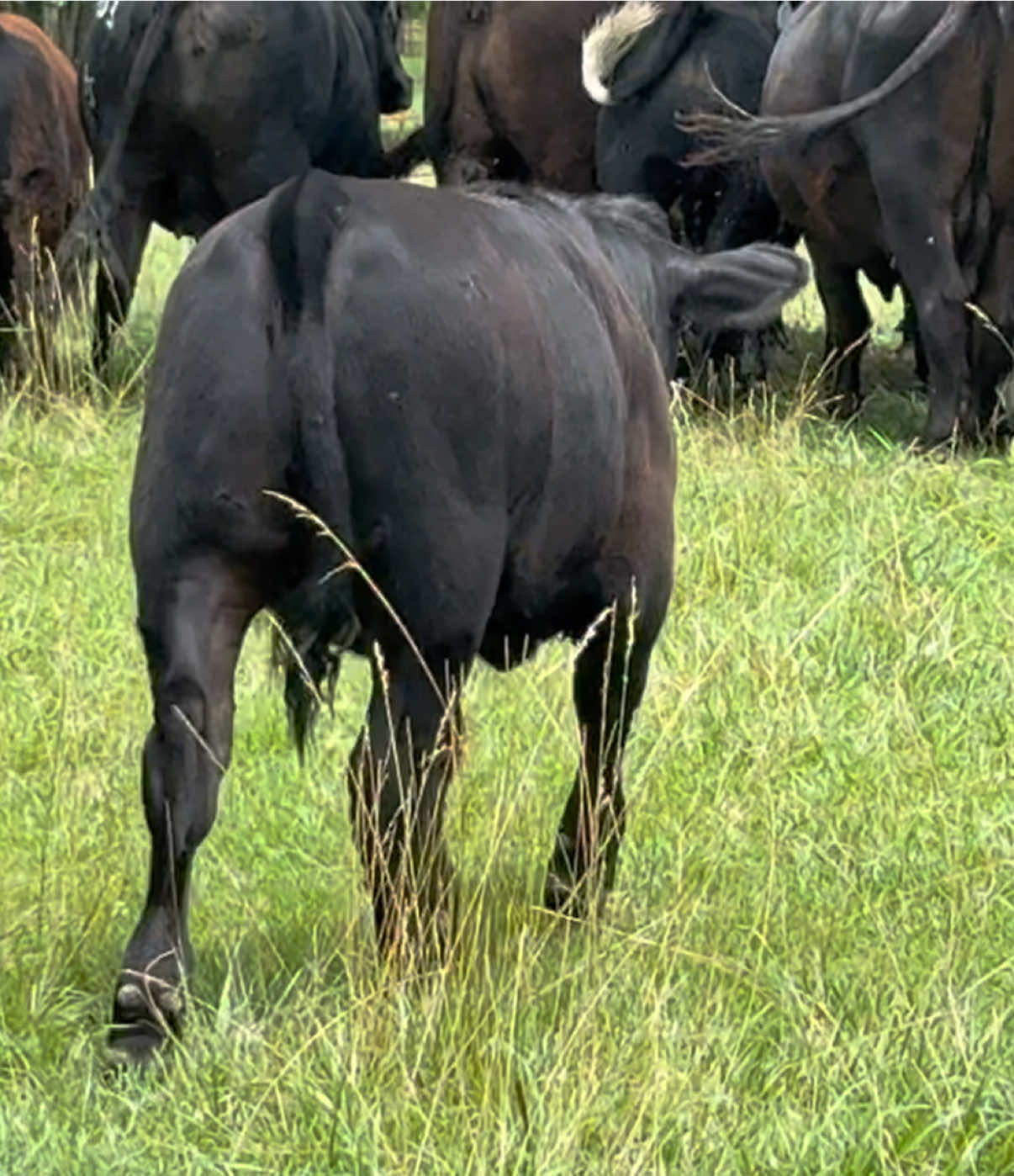 @Massey Land & Cattle