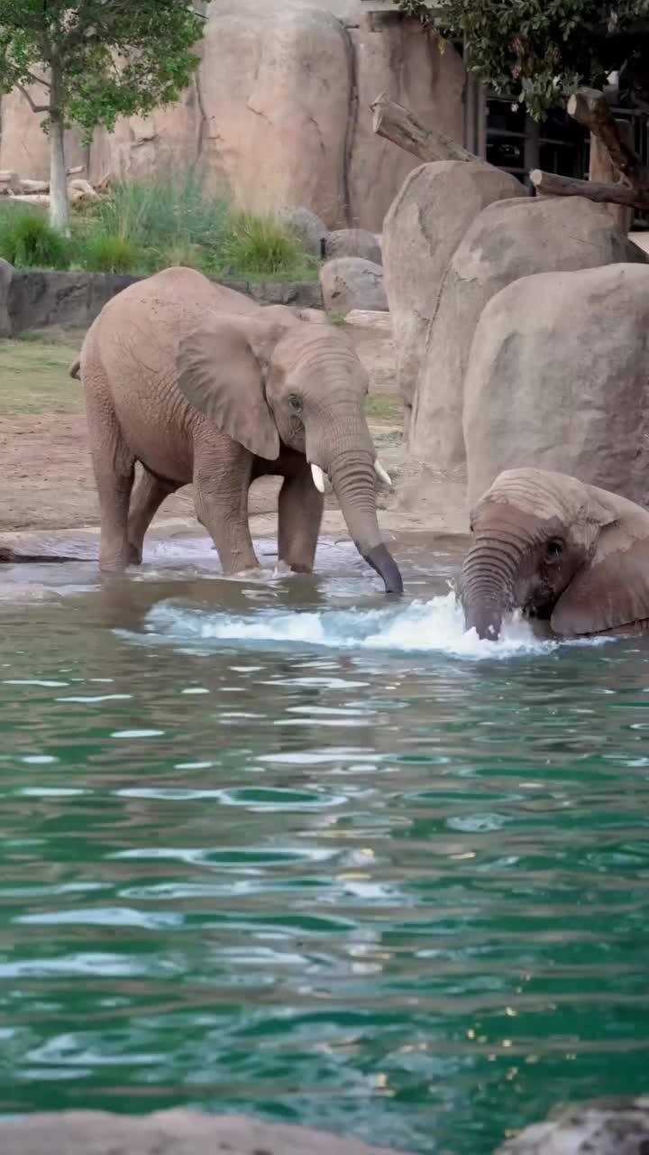 @Animals