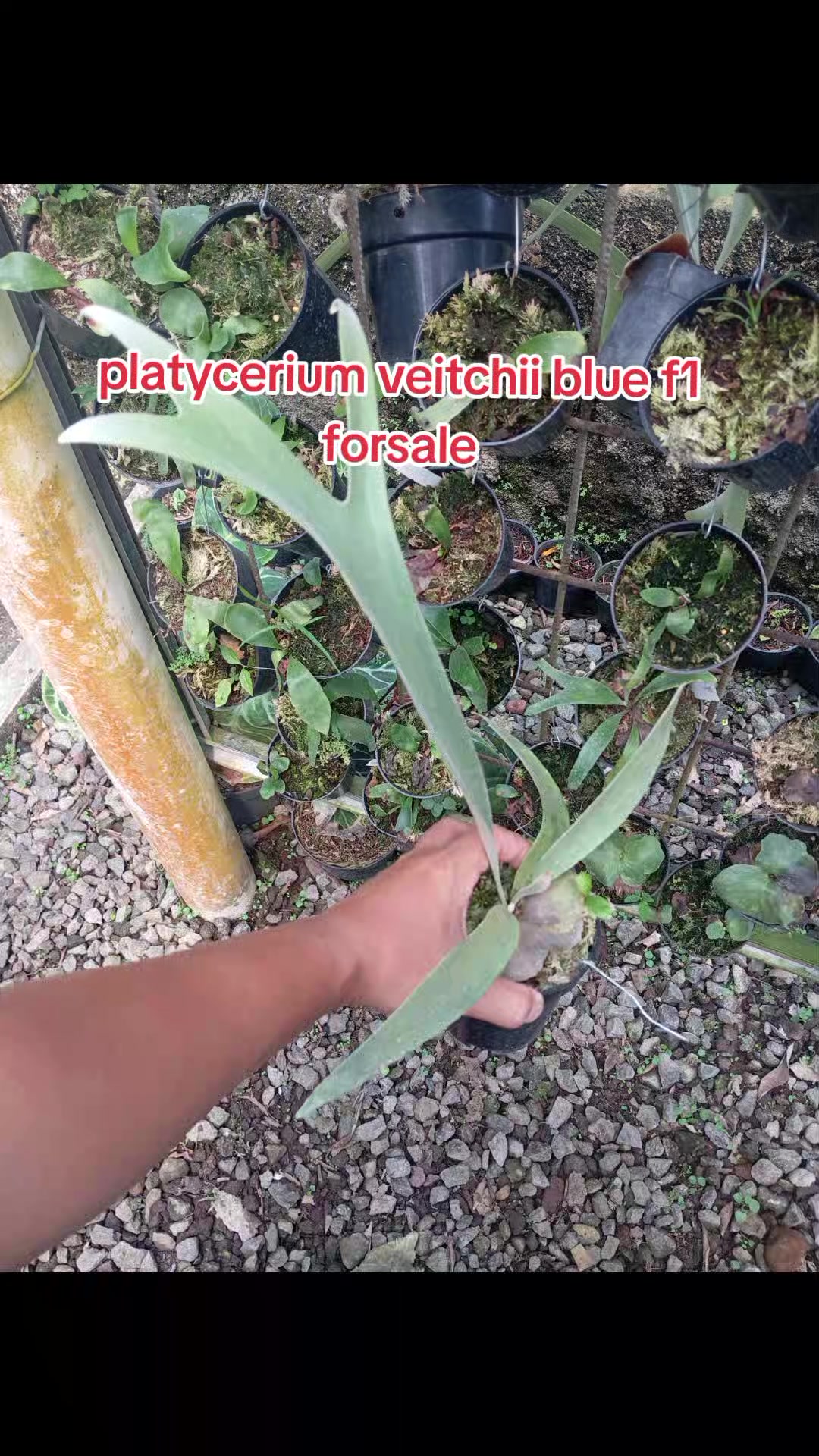 @LATANSA PLATYCERIUM NURSERY