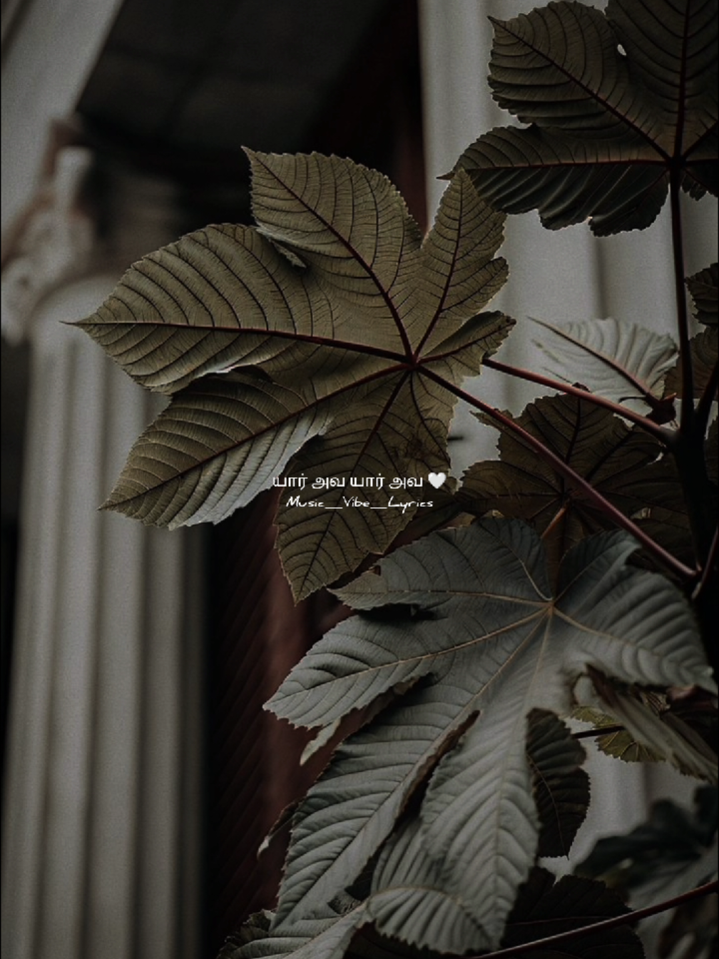 @Music_Vibes_Lyrics 🎶