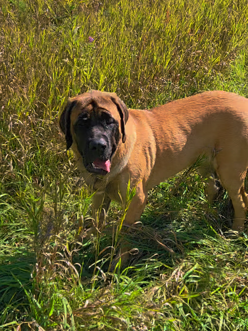 @Maple Mastiffs