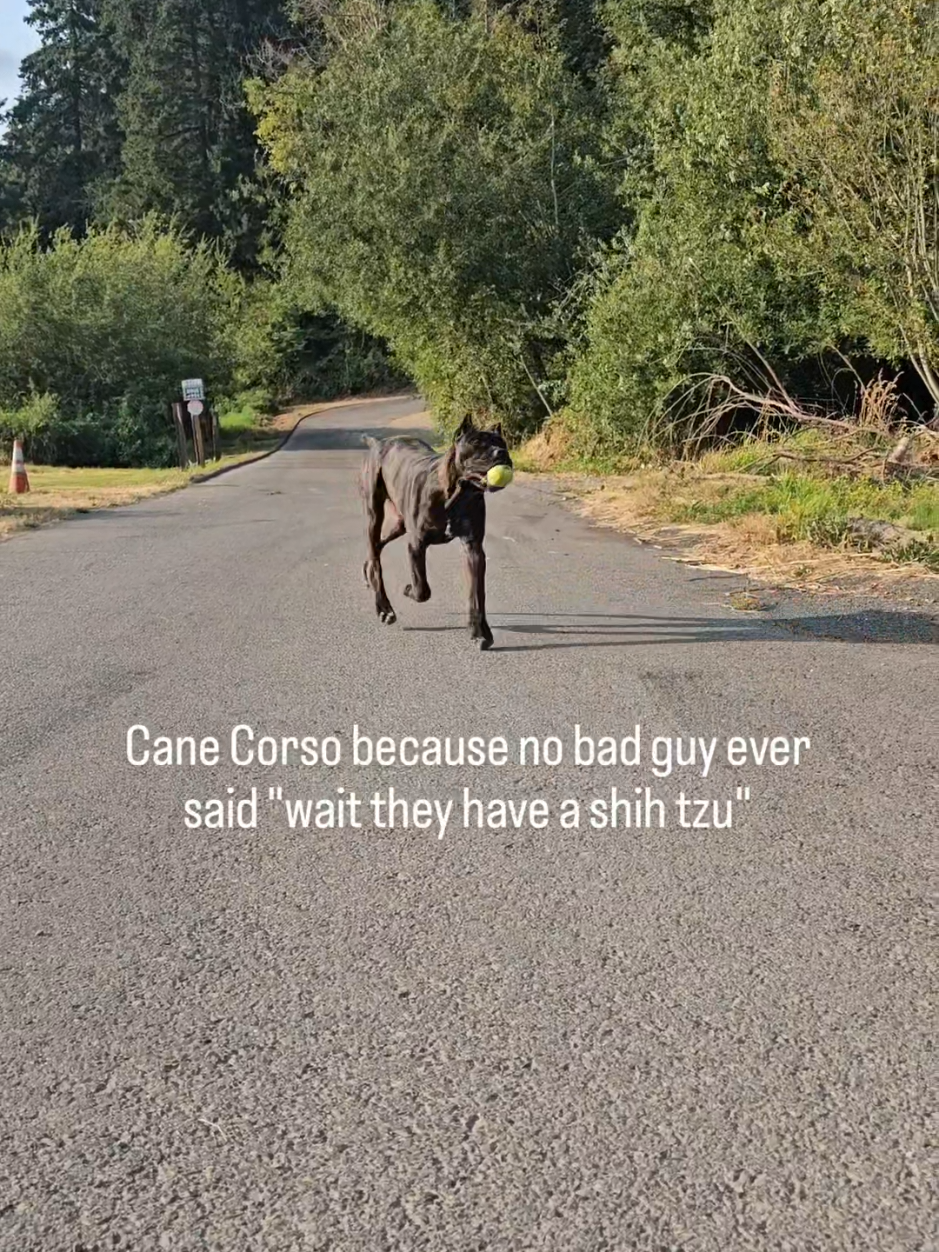 @SalmonCreekCaneCorso