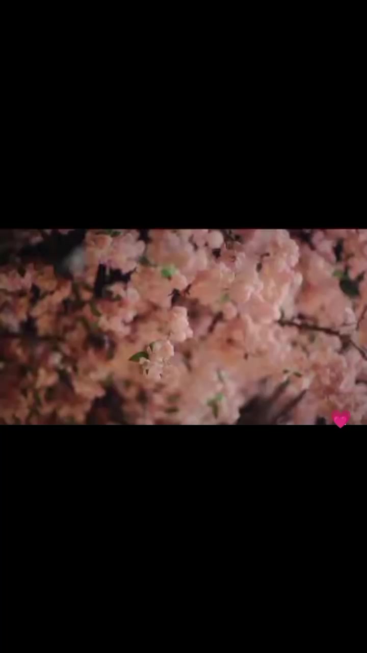 @˚⋆𐙚｡⋆sang zhi˚⋆𐙚｡