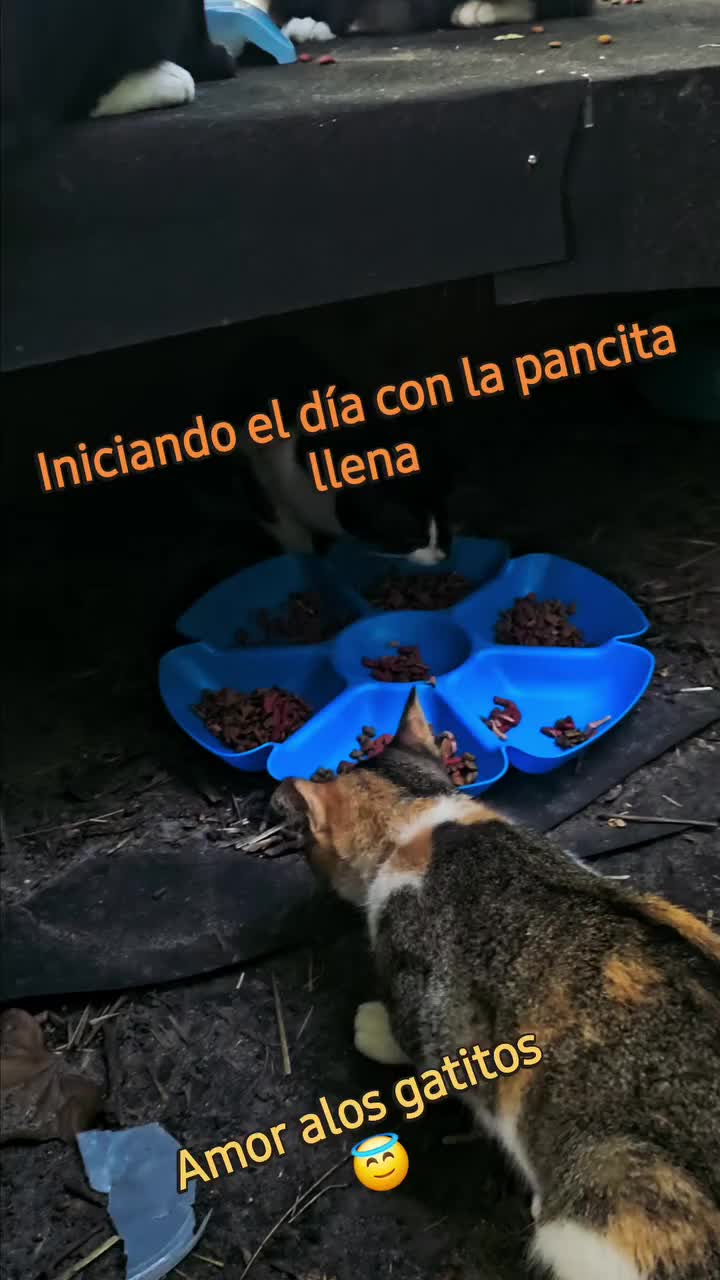 @🇲🇽Guli.Carrada 🐈⬛