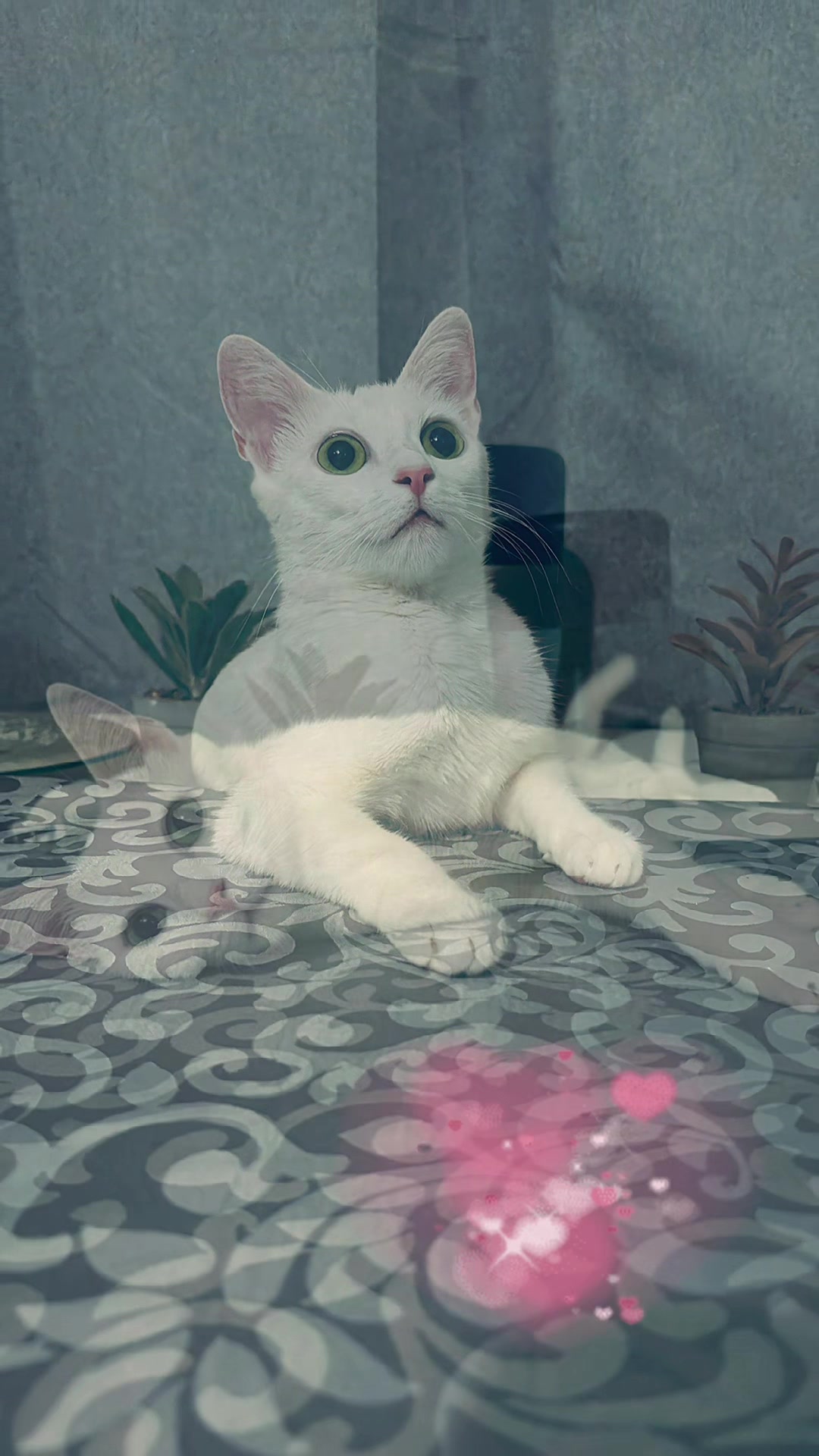 @🧿💓💗𝕱𝖊𝖉𝖊𝖗𝖎𝖈𝖆 💓💗🧿