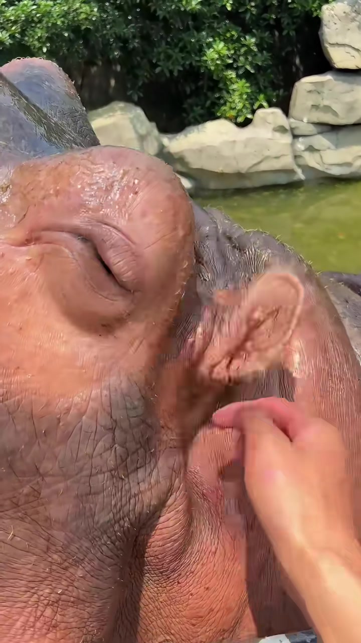 @Hippo