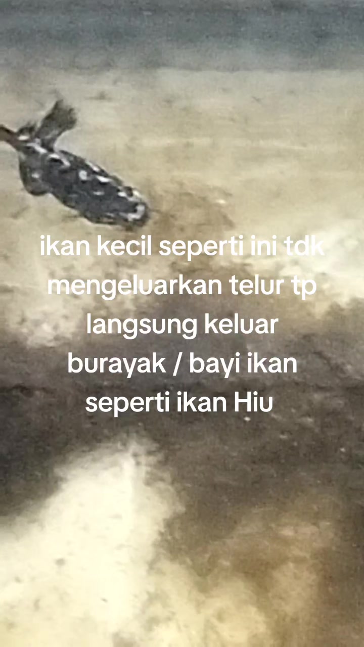 @padangzambrud