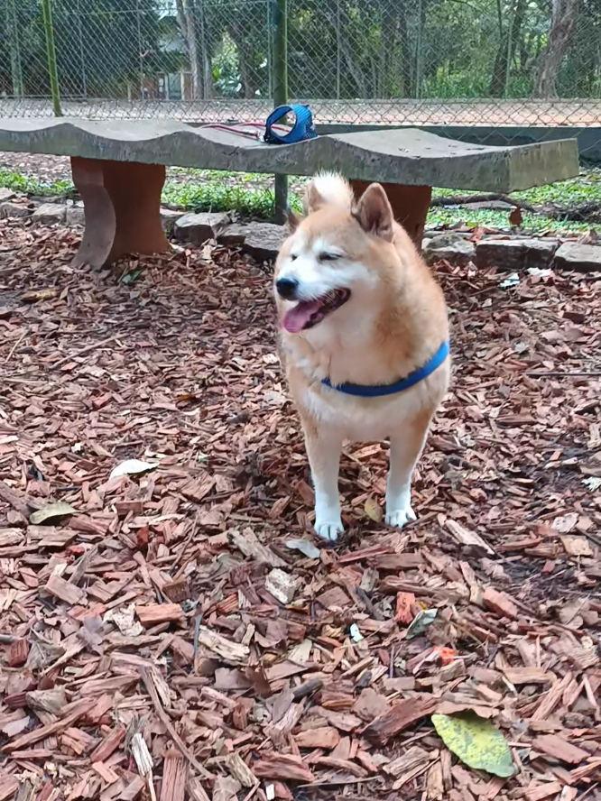 @Cosmos🐕 Maui🐶 Aurora🦊