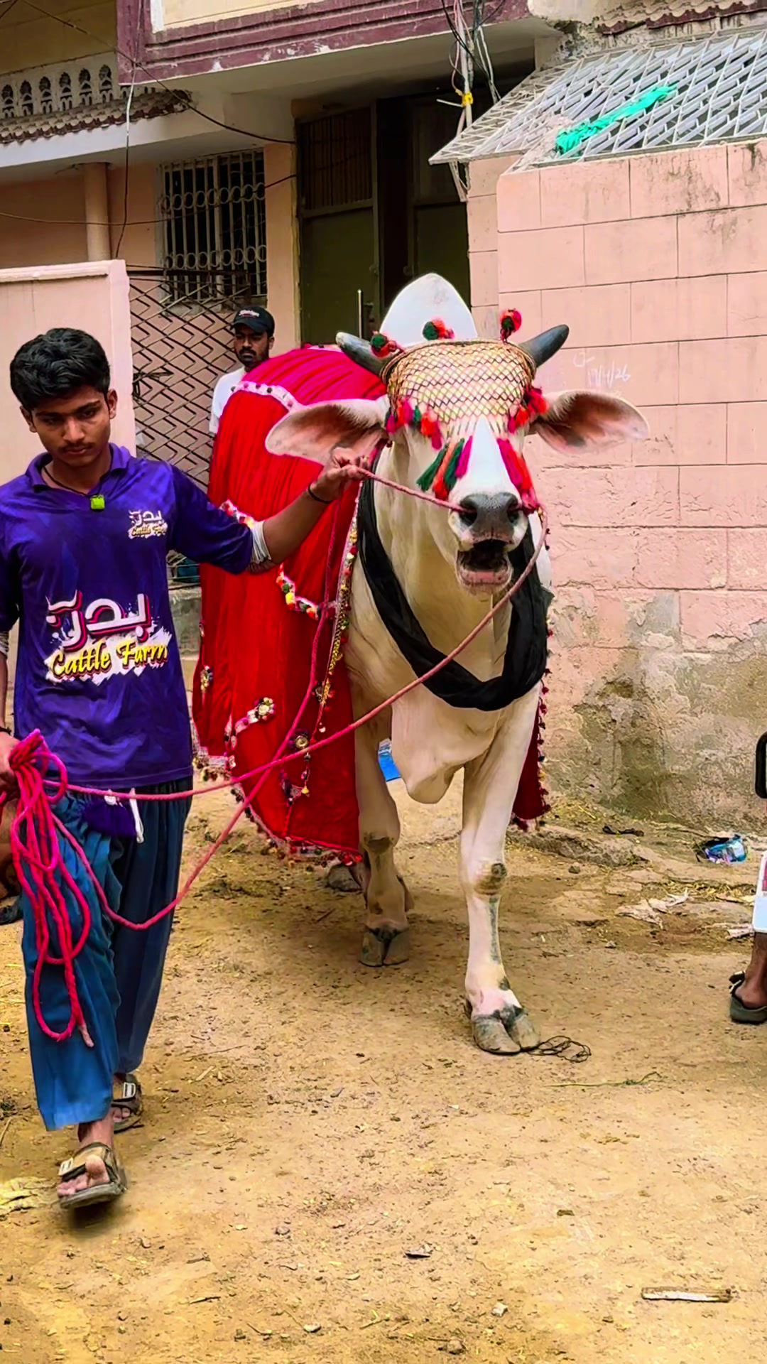 @Karachi Bull lovers