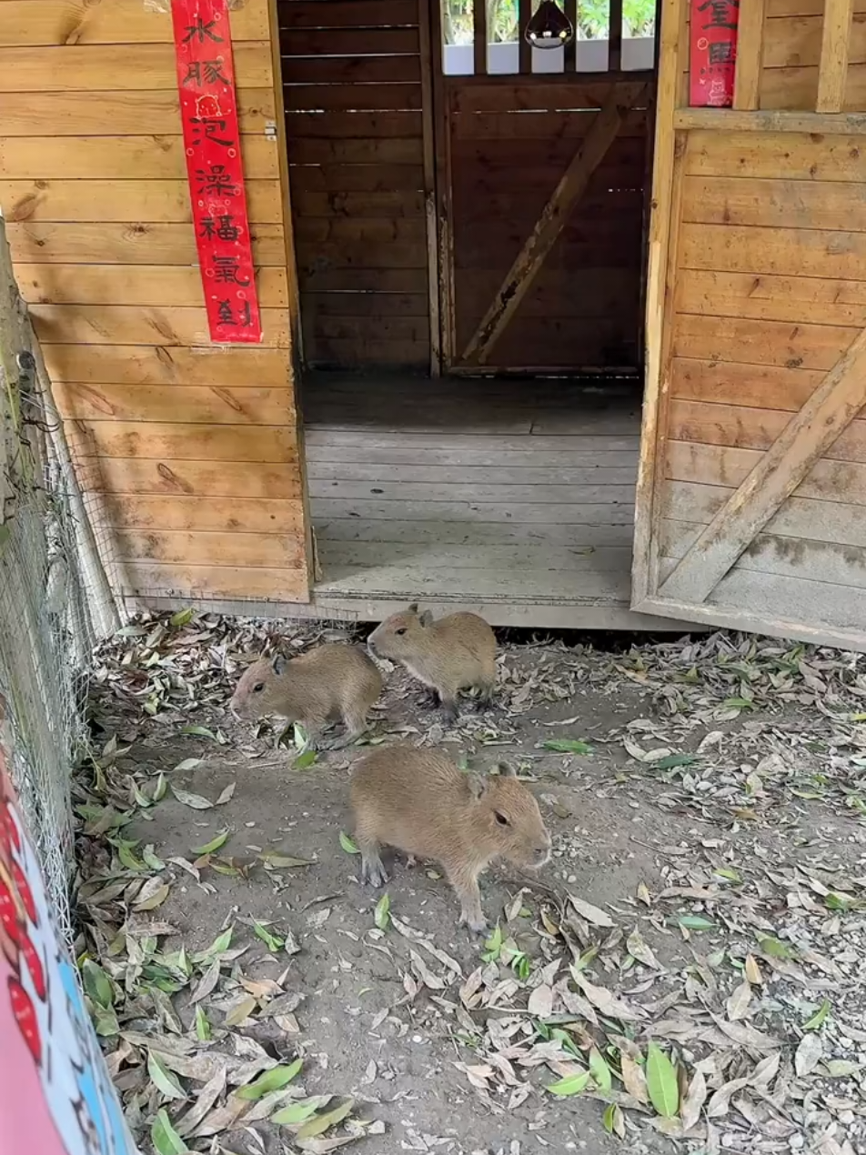 @capybara121224