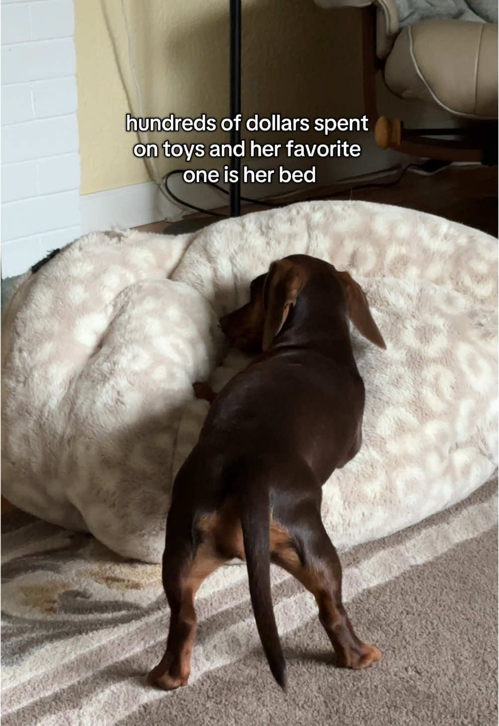 @rhubarb the doggo