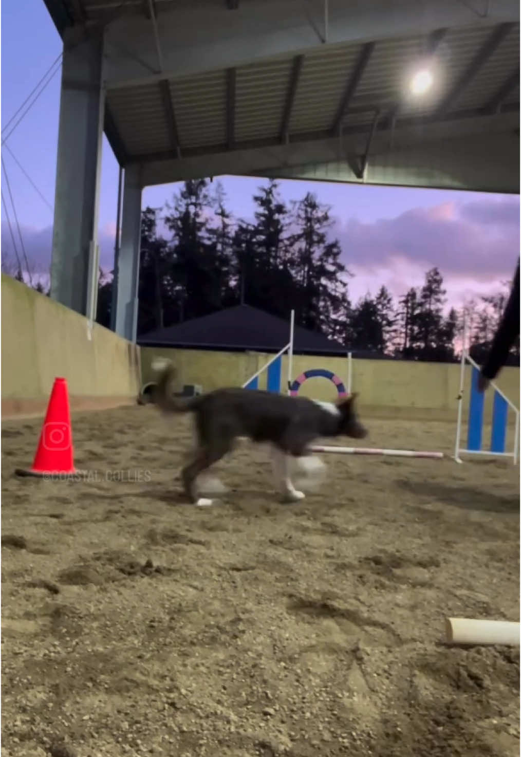 @Coastal Collies