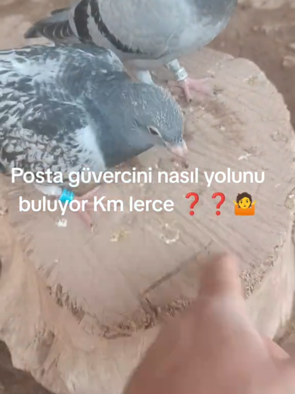 @YARIŞ POSTASI