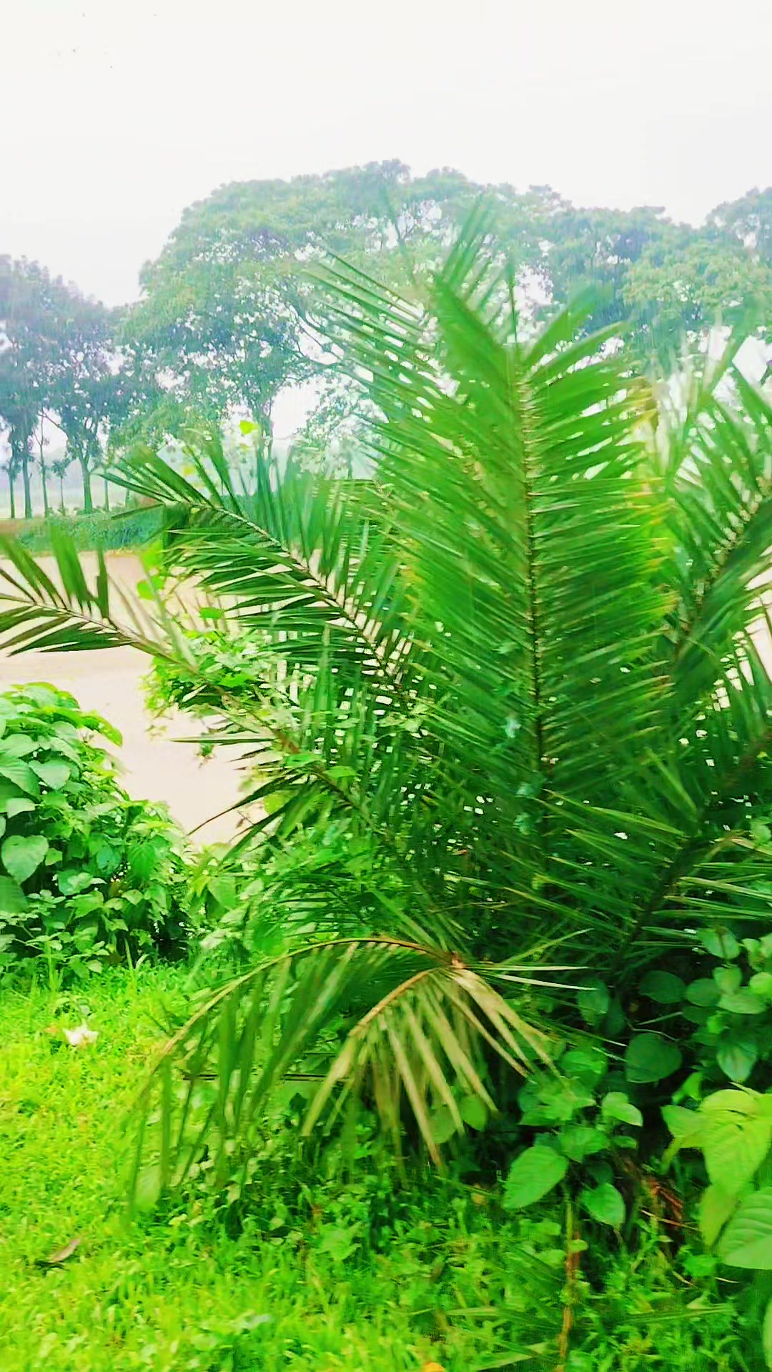 @❤️❤️❤️লিজা মনি❤️❤️❤️