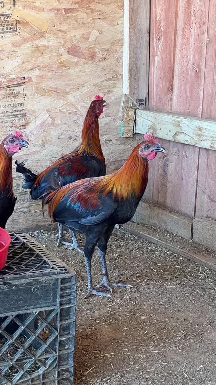 @A.MENDOZA.FARM.USA 74HWY