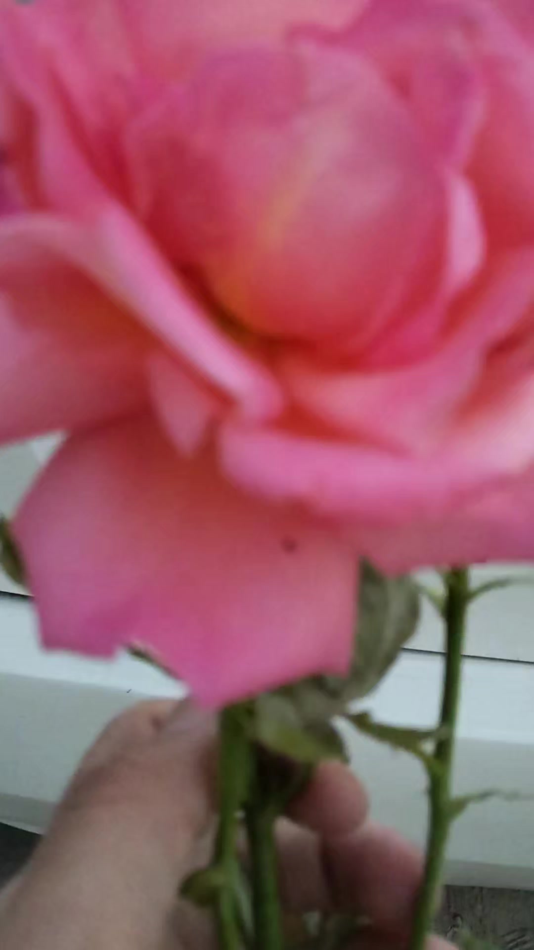 @φɾօƒҽʂʂօɾ ༽ ༼