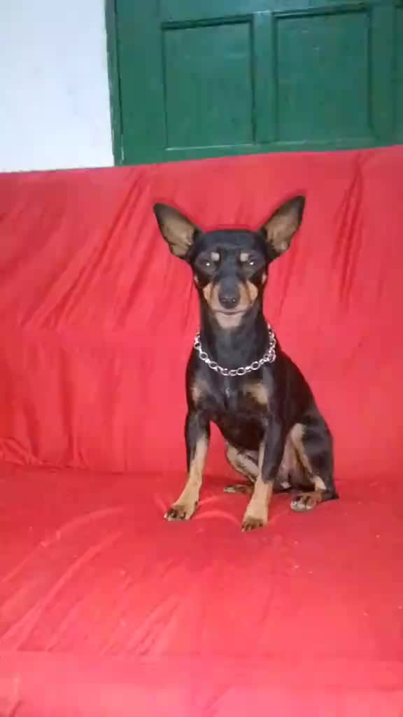 @🩷Tetê e suas pinschers🩷
