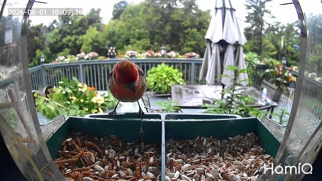 @Backyardbirdz