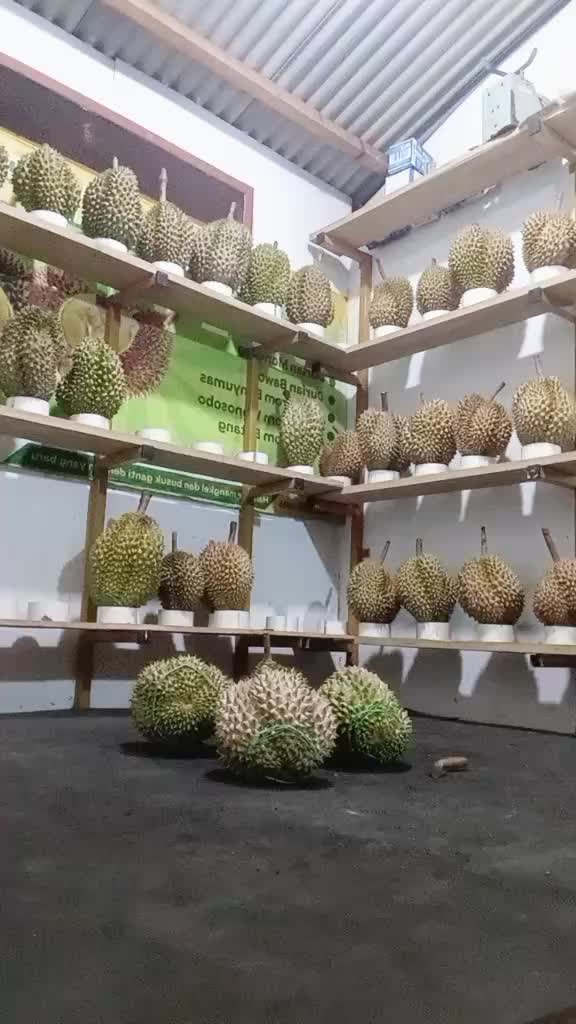 @Store durian simadep