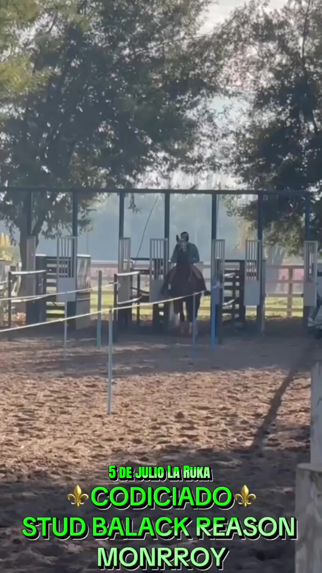 @daniela
