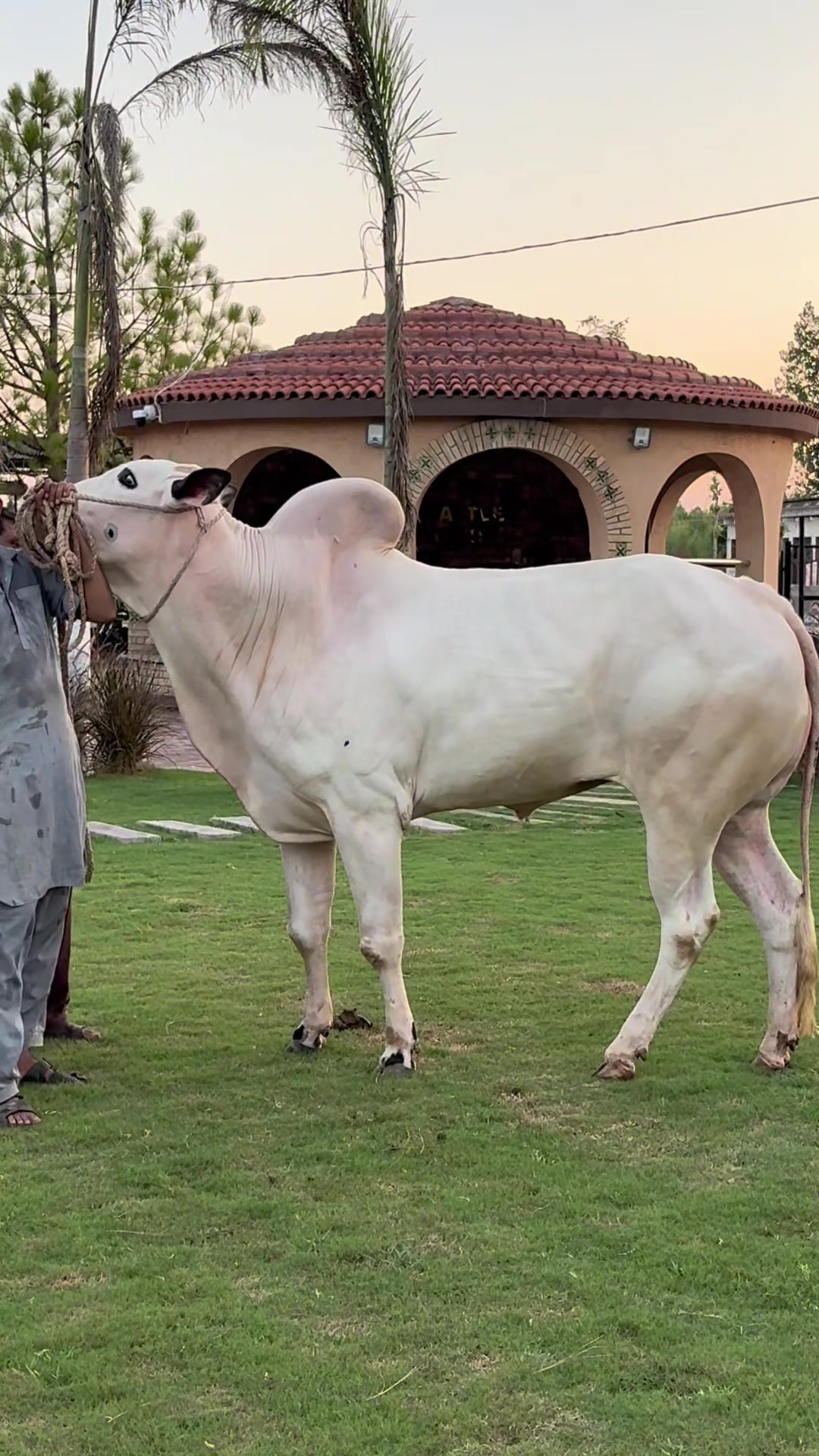 @Gulf Cattle Farm Official