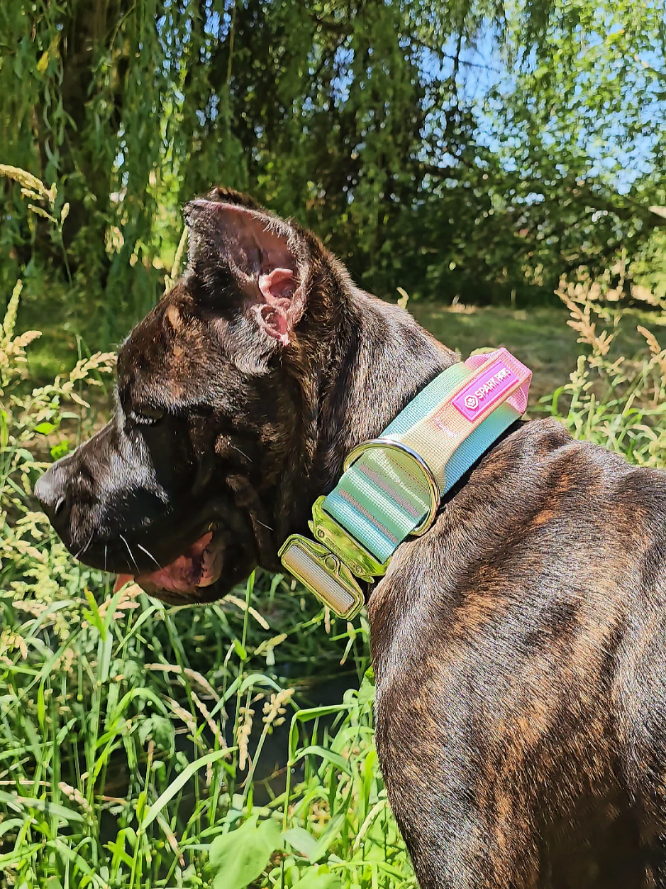 @SalmonCreekCaneCorso