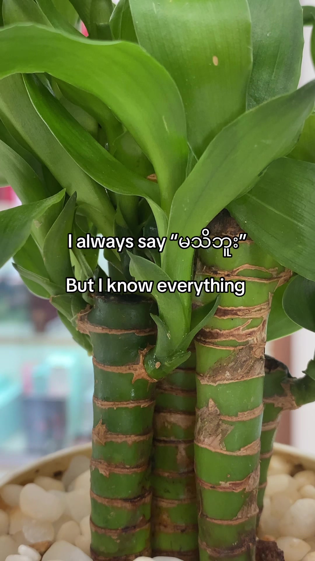 @hOneY