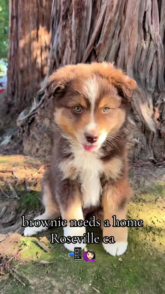 @sacramento__aussies916