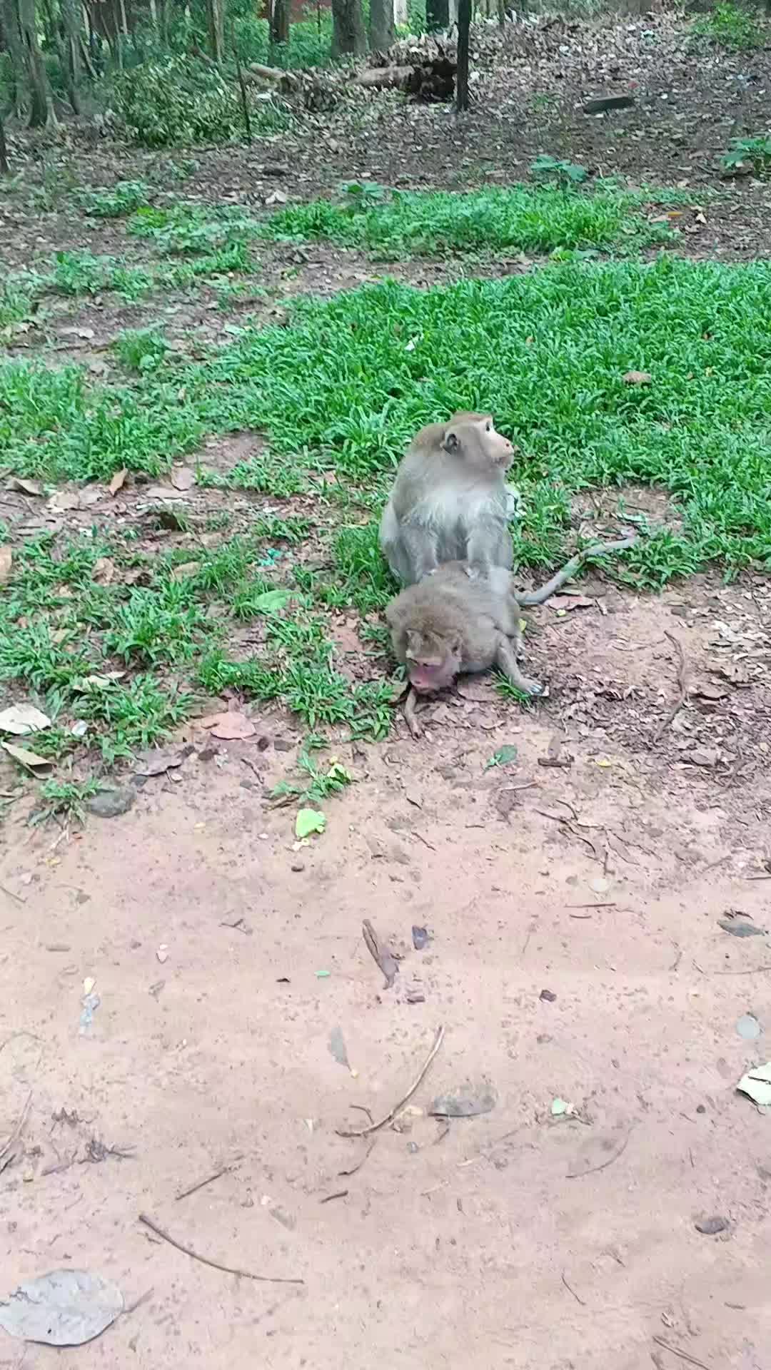 @Monkey Cambodia