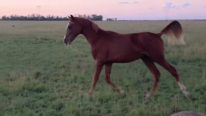 @uitzicht_arabian_stud