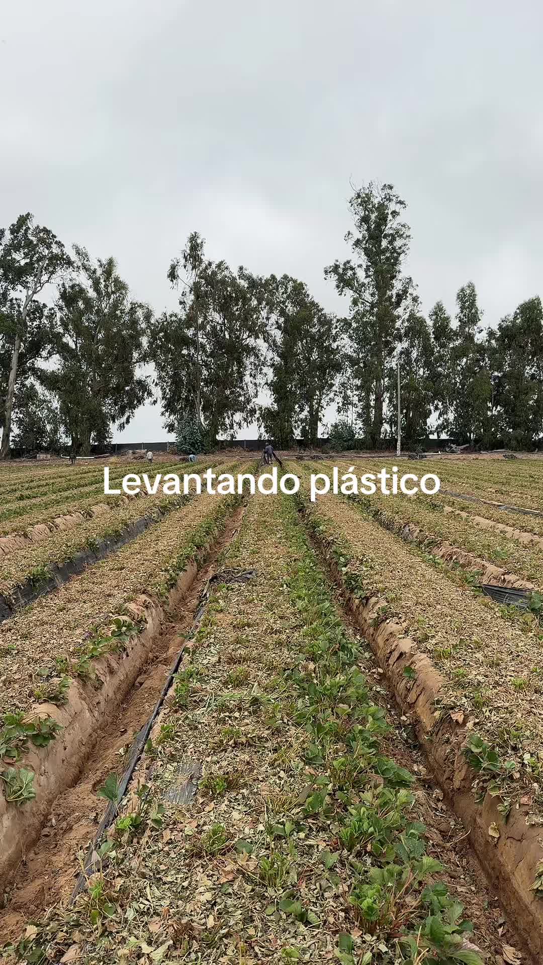 @luz Altamirano