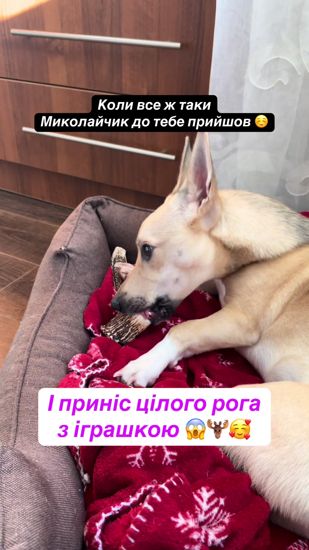 @Чіпік 🐶