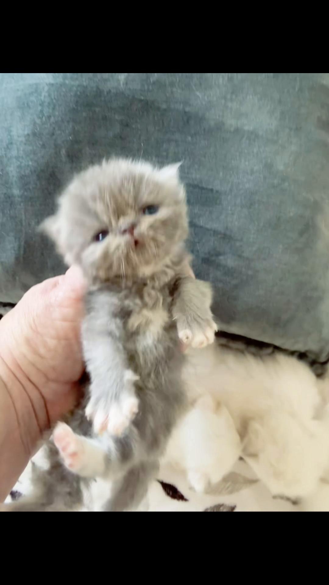 @PersianKitten
