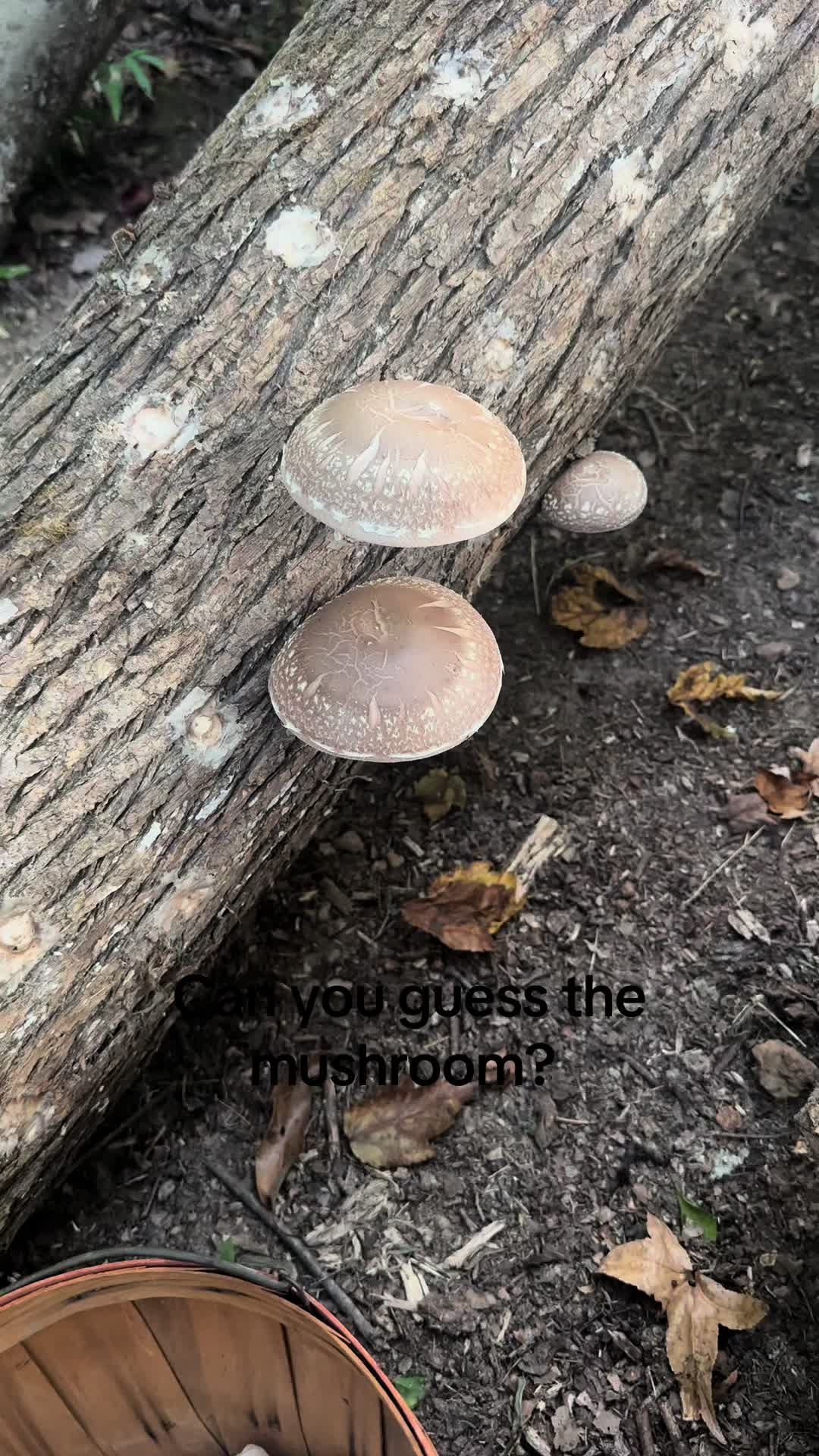 @CopperHollerFarm