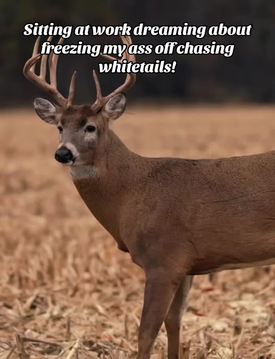 @🦌 Megabucks Outdoors 🦌