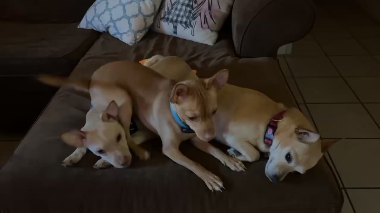 @💛 N E Z Z 💛
