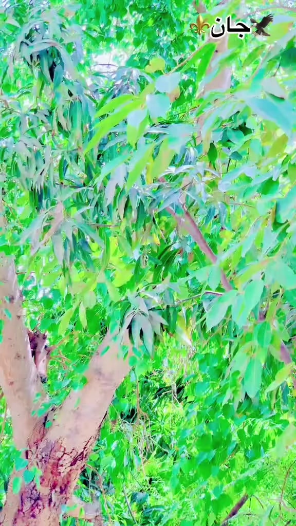 @AسAD جoyia 007