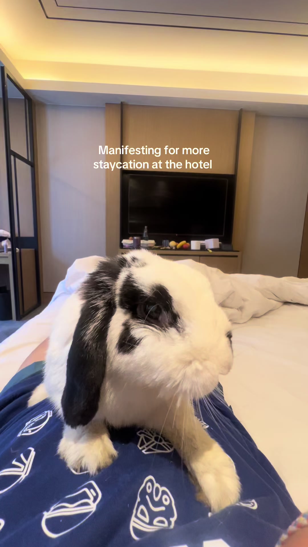 @Boss Happy & Sir Pluto🐰
