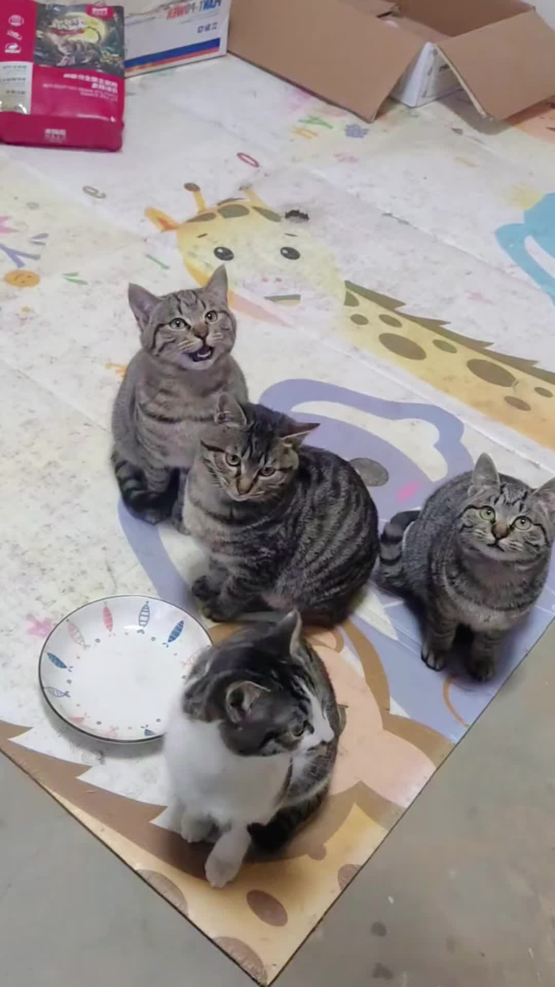 @Cute_kitten