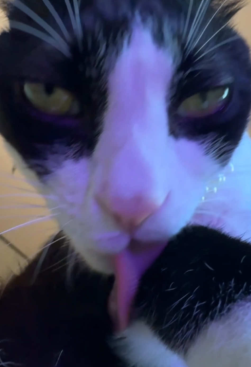 @Licking Cat
