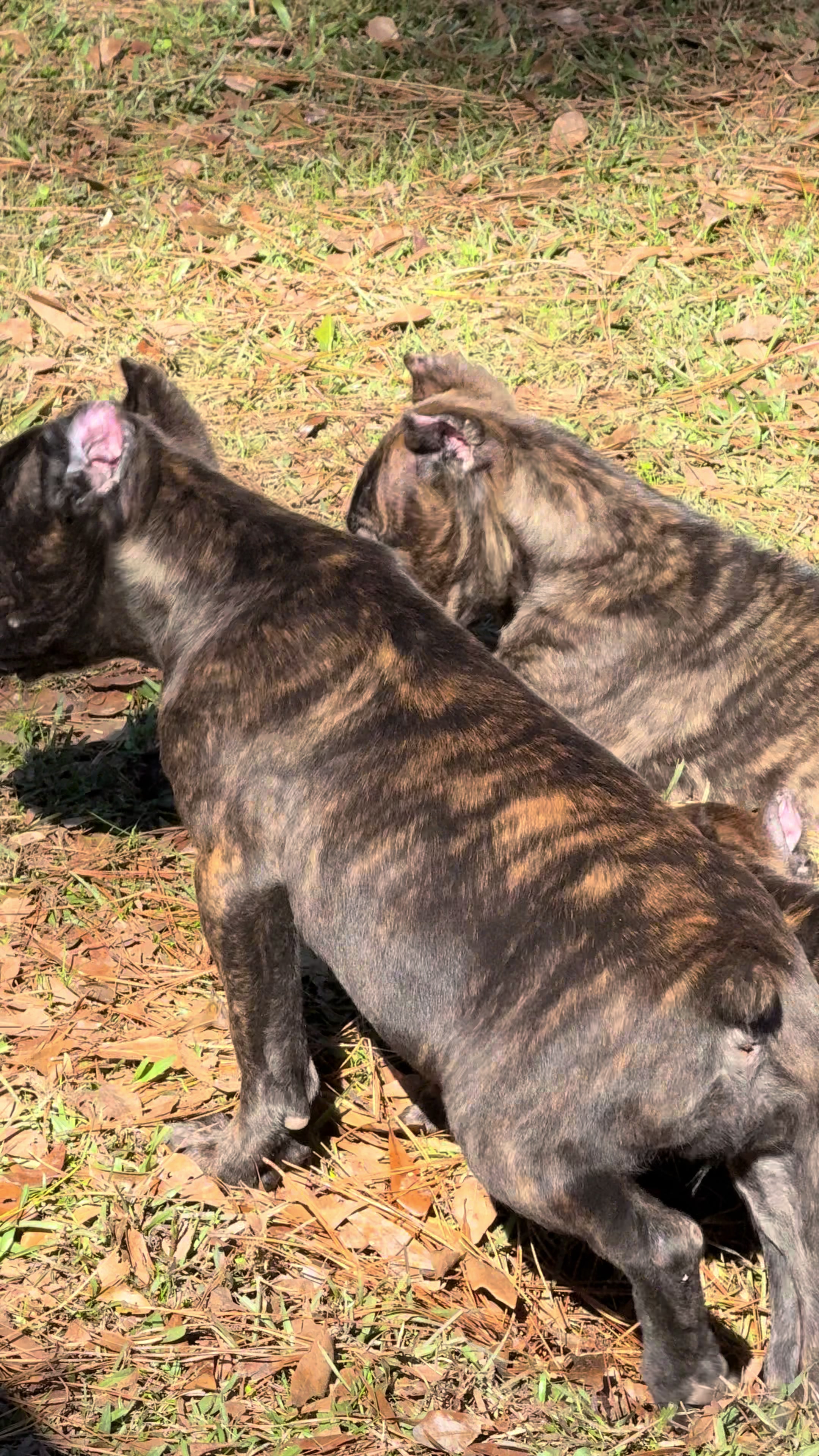 @Alpha Z Kennels