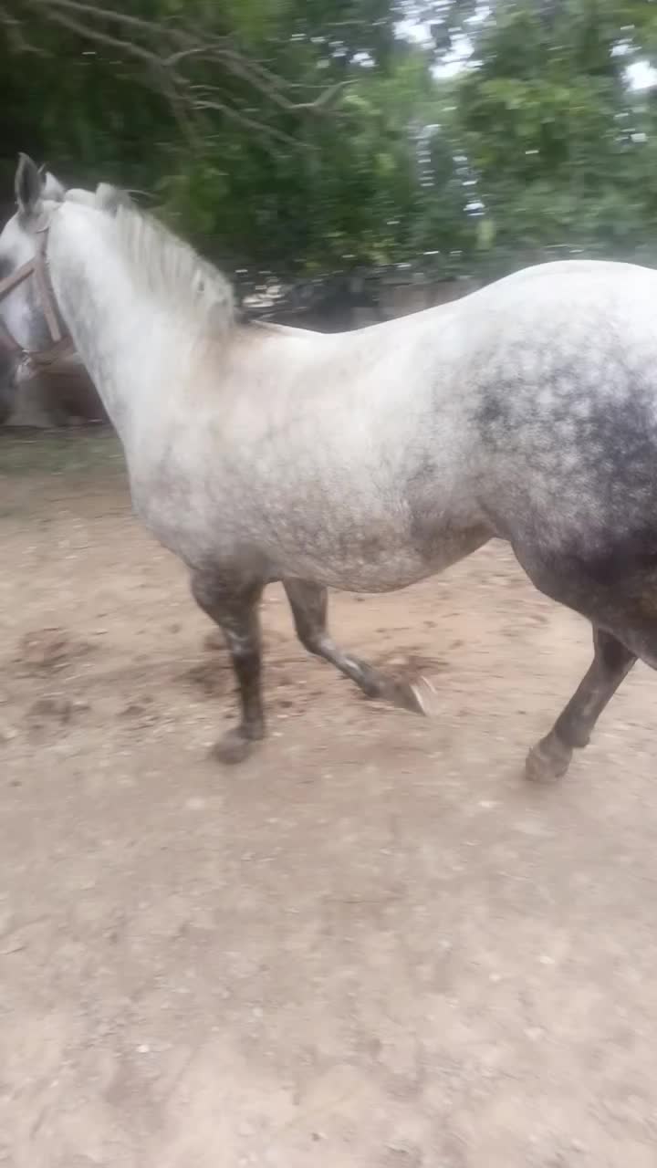 @🇲🇽EL CHAMÁN 🏇 🇲🇽