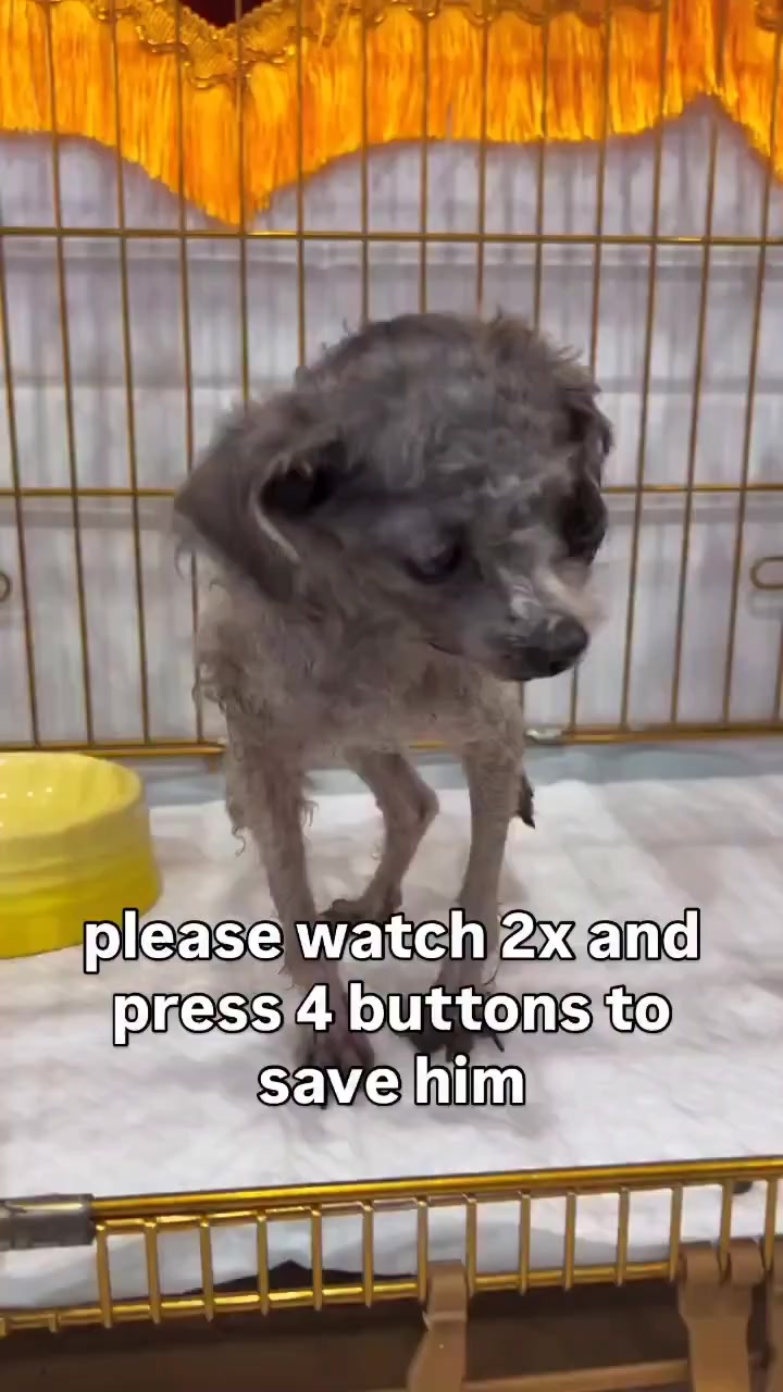 @NewLeashOnLifeRescue