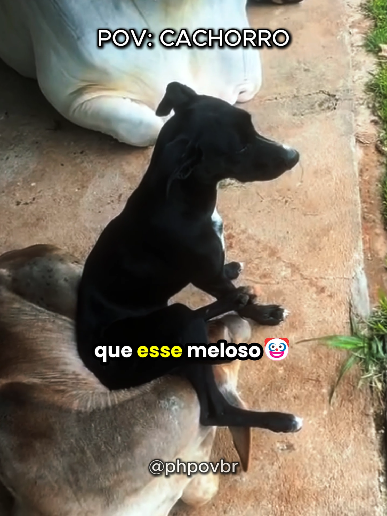 @phpovbr