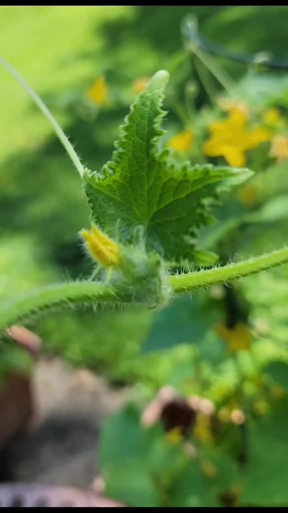 @GrowFoodNow