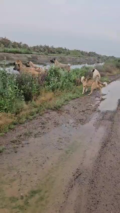 @Vəli Baba