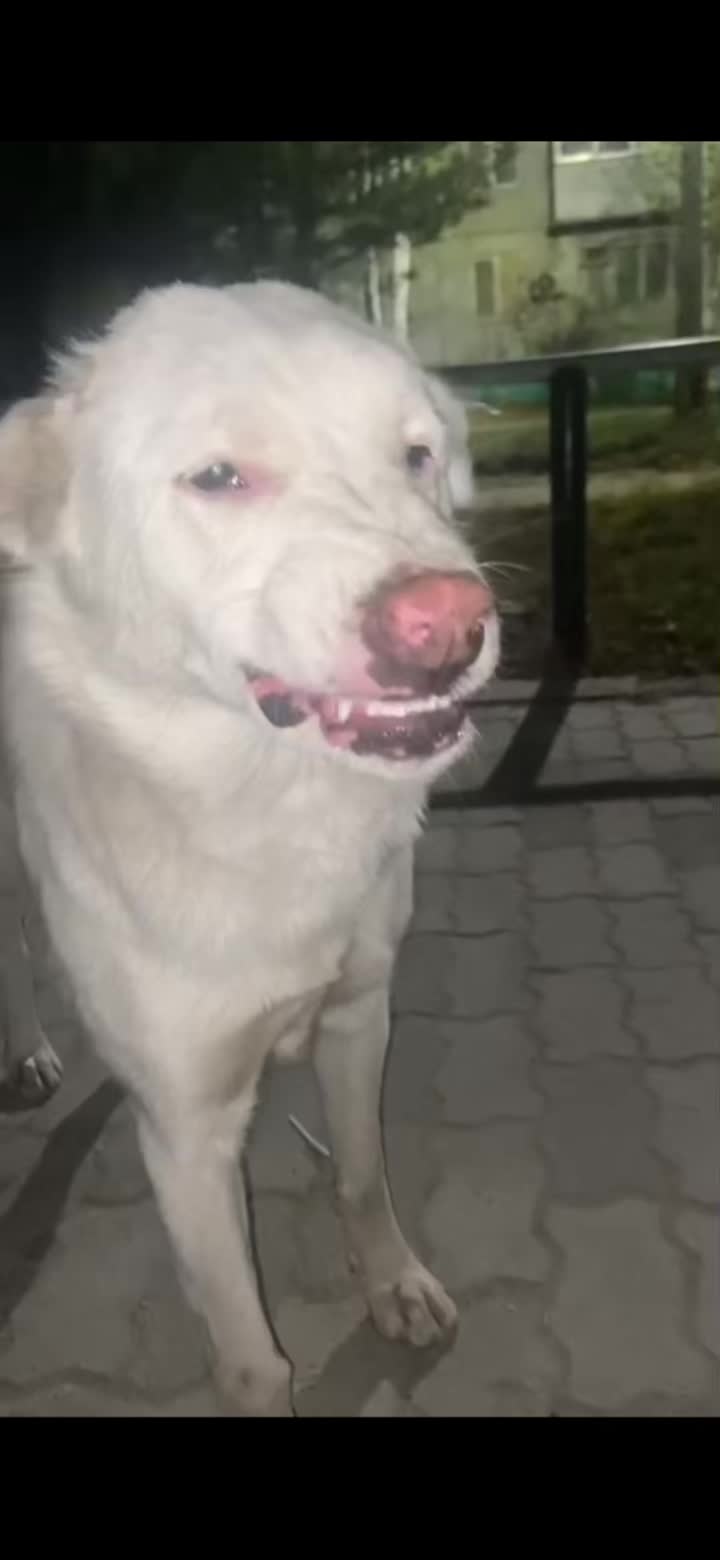 @эльман насваев