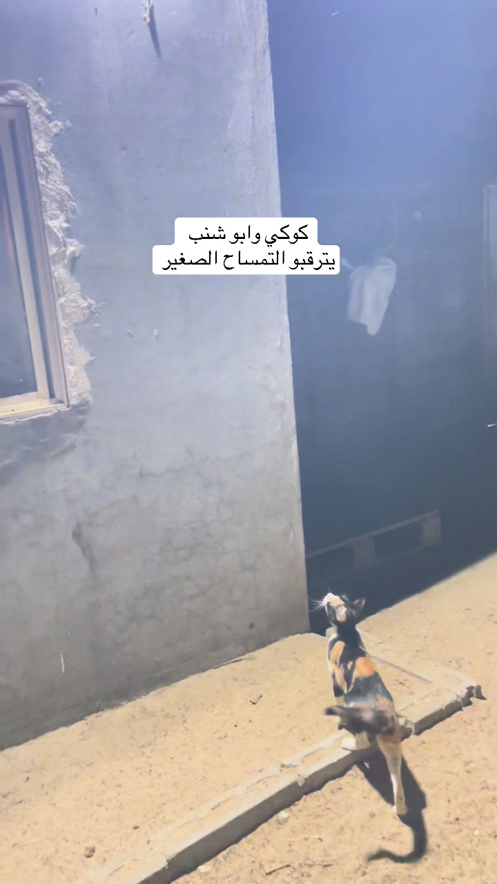 @ashkaltbiah