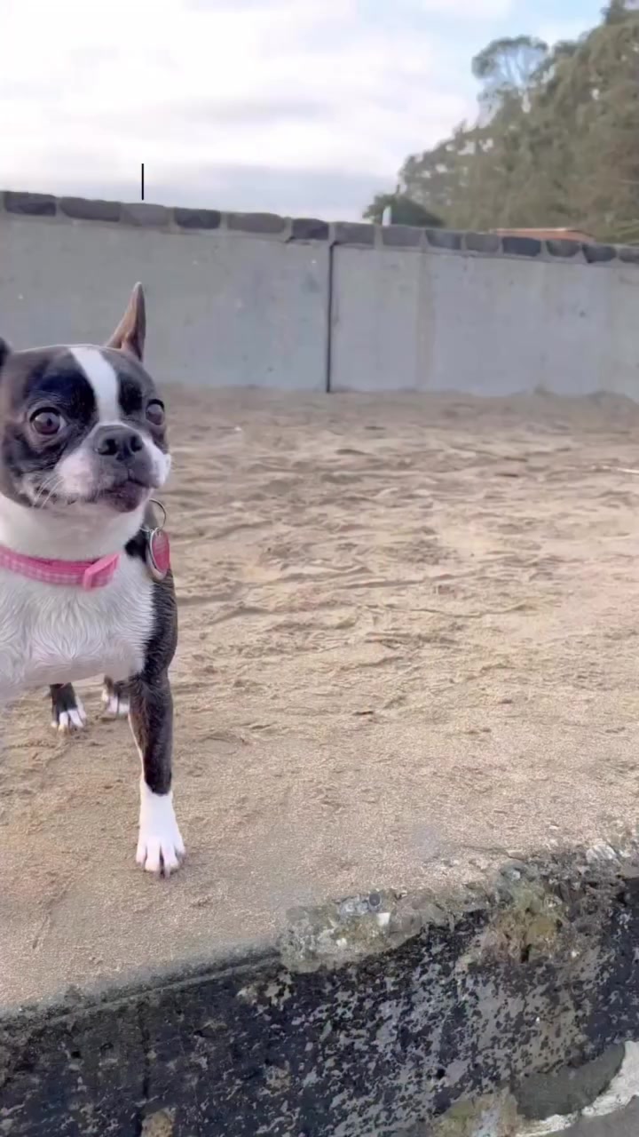 @boston.terrier.shop