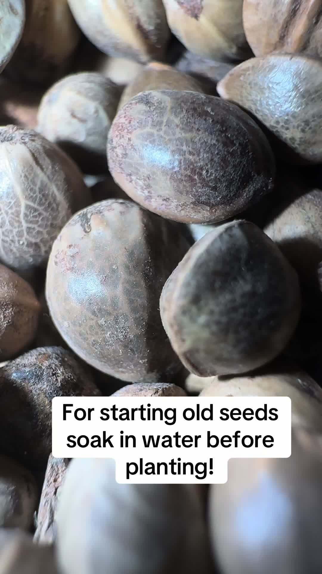 @SEEDTIVA